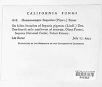 Haematomyxa sequoiae image